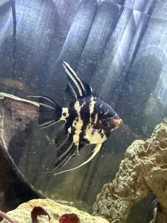 Black/Silver Marble Angel