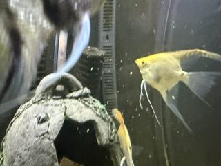 Mixed Angelfish X 4 for $60