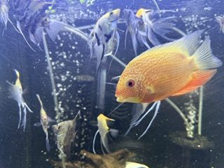 Angels and severum