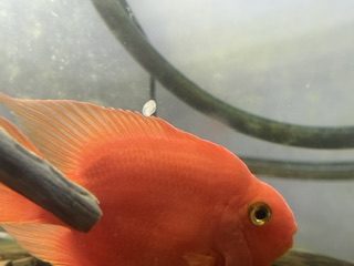Blood Parrot