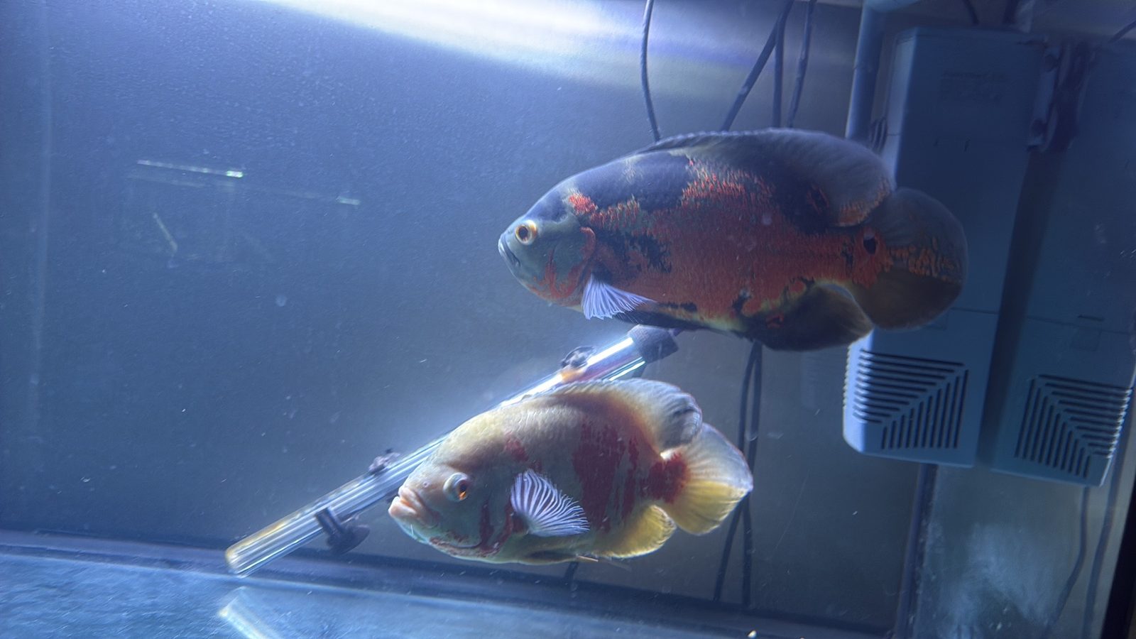 Tiger oscar pair
