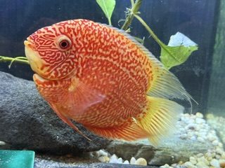 Red spotted severum