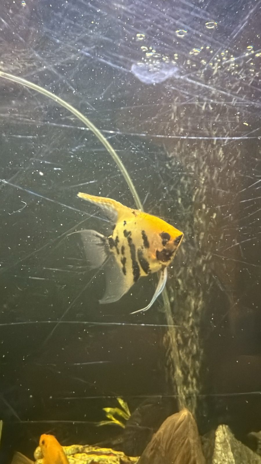 Gold Marble Angel