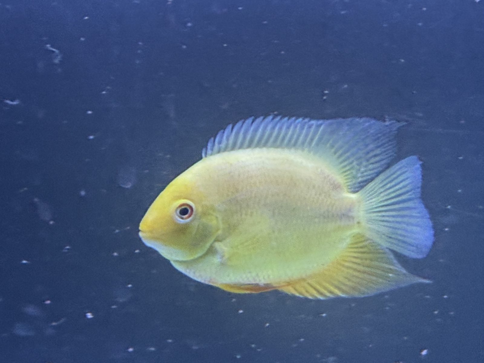 Gold Severum