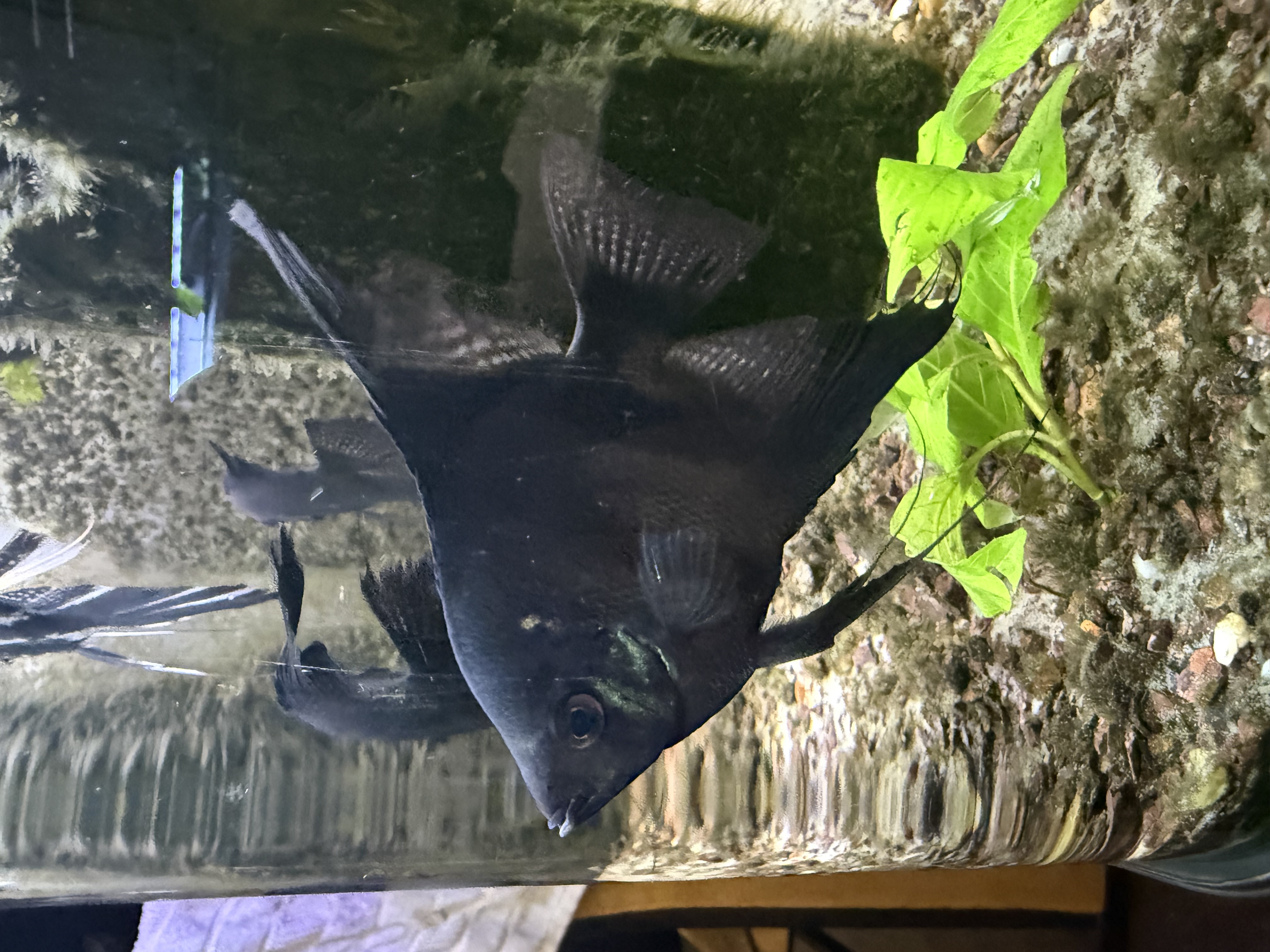 Black Pinot Angel, photograph 3