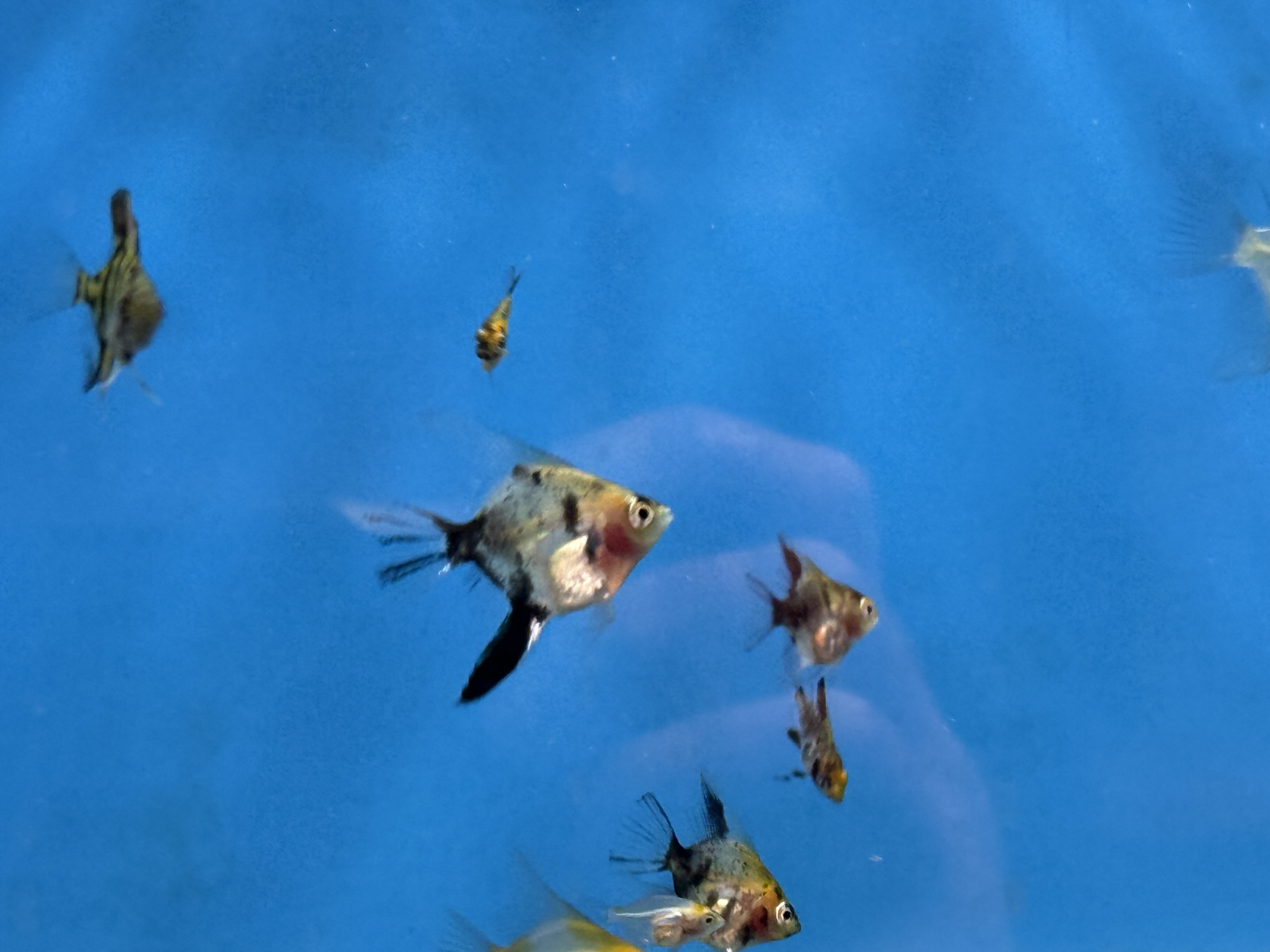 Blushing Koi Angel, photograph 2