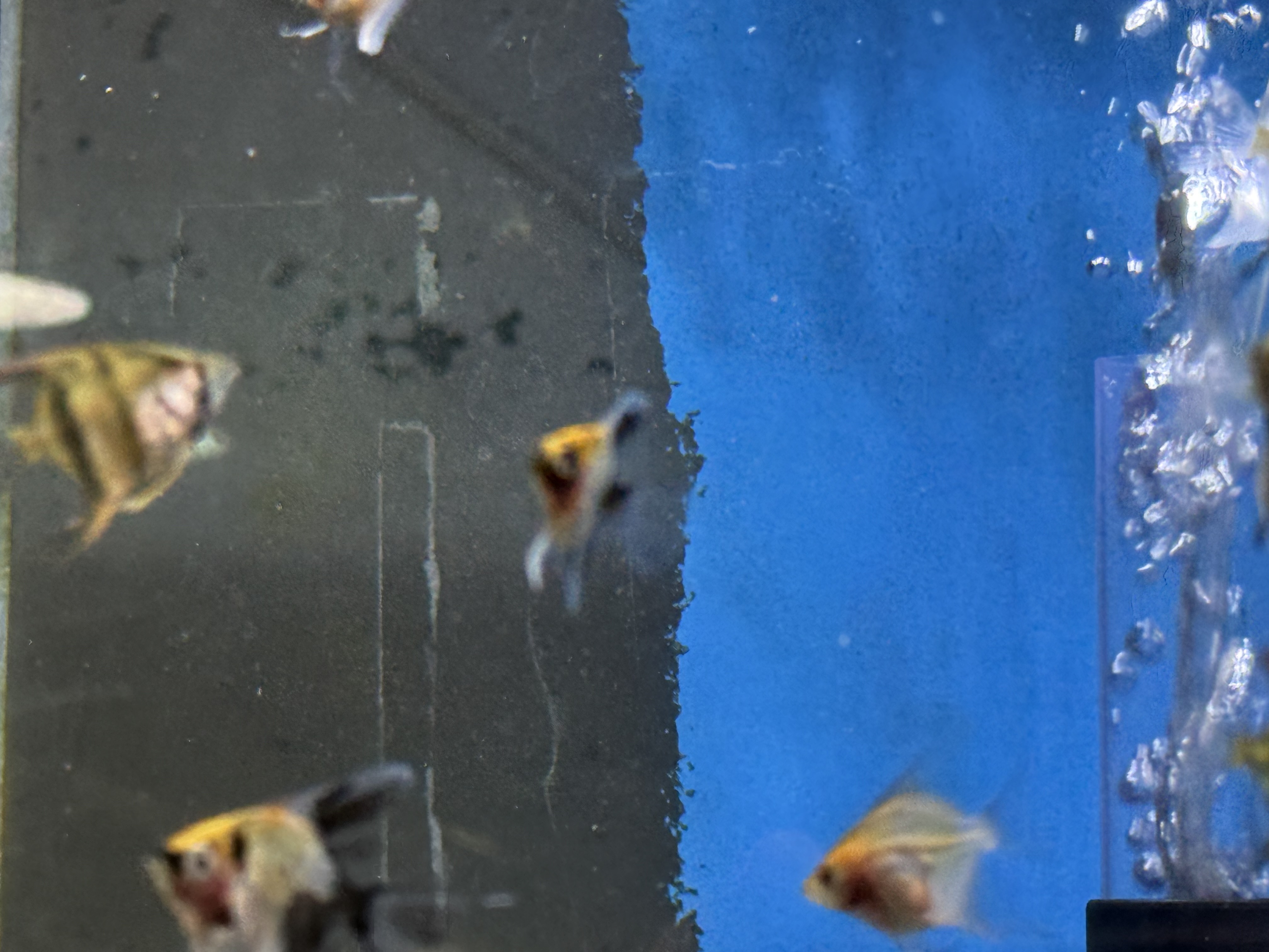 Blushing Koi Angel, photograph 1