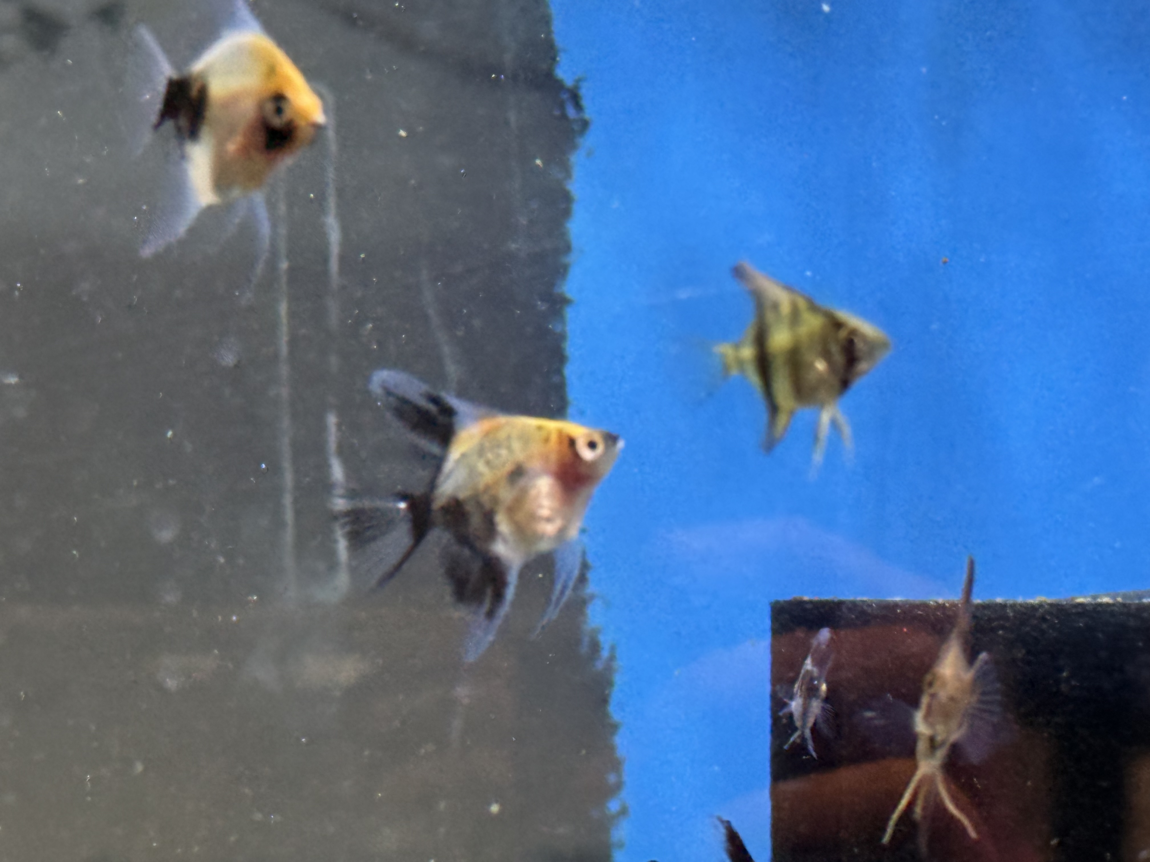 Blushing Koi Angel, photograph 3