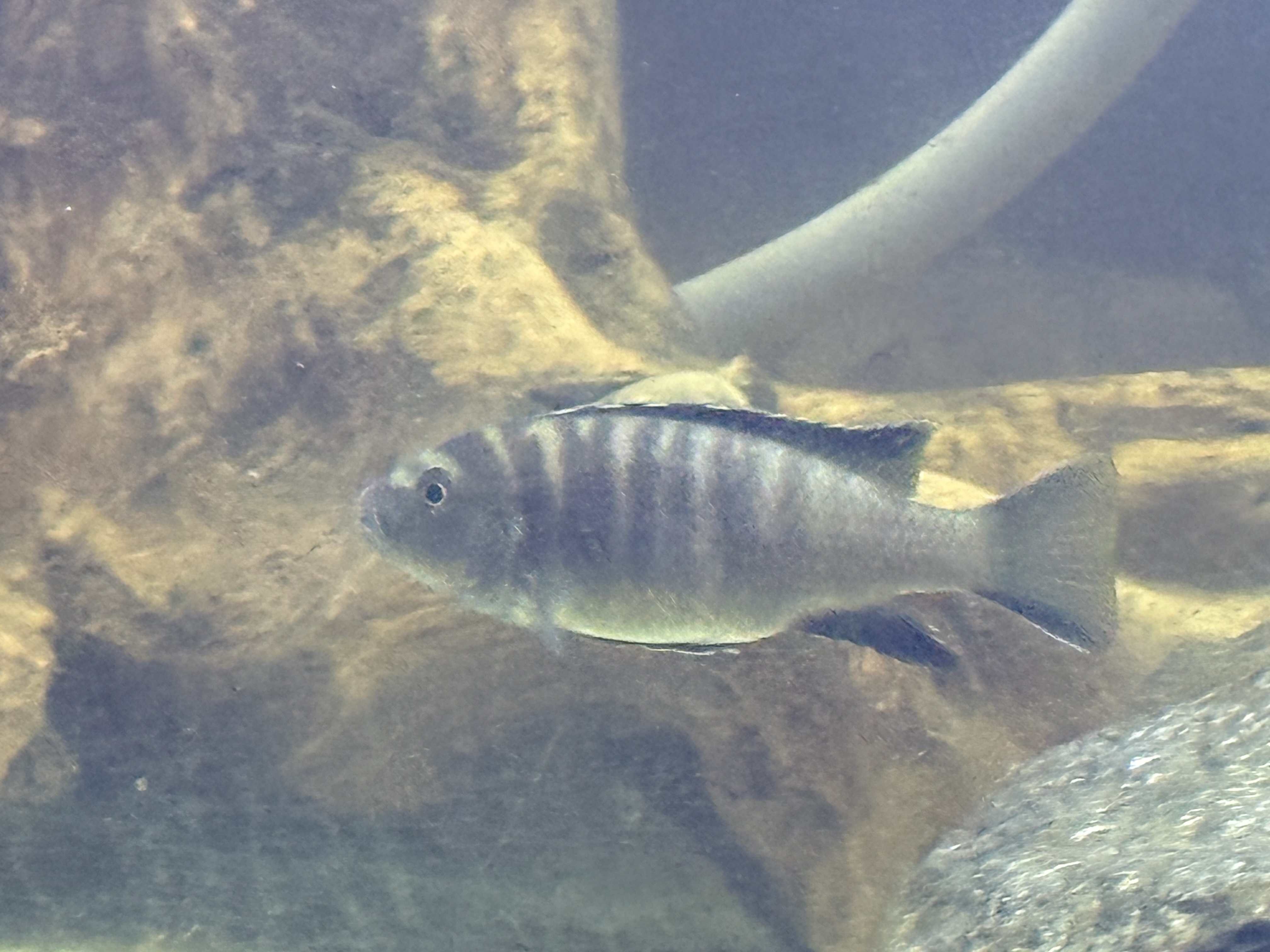 Bumblebee Cichlid