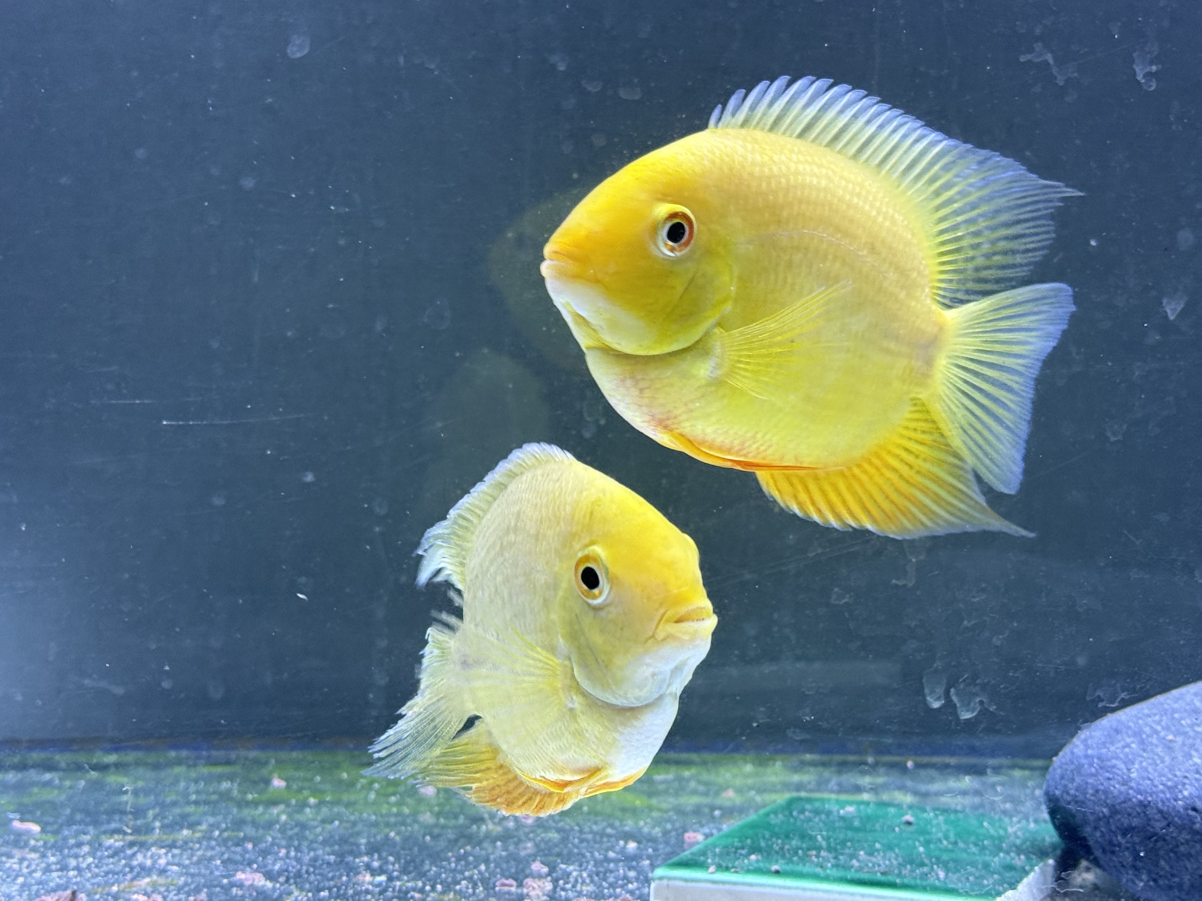 Gold Severum, photograph 3