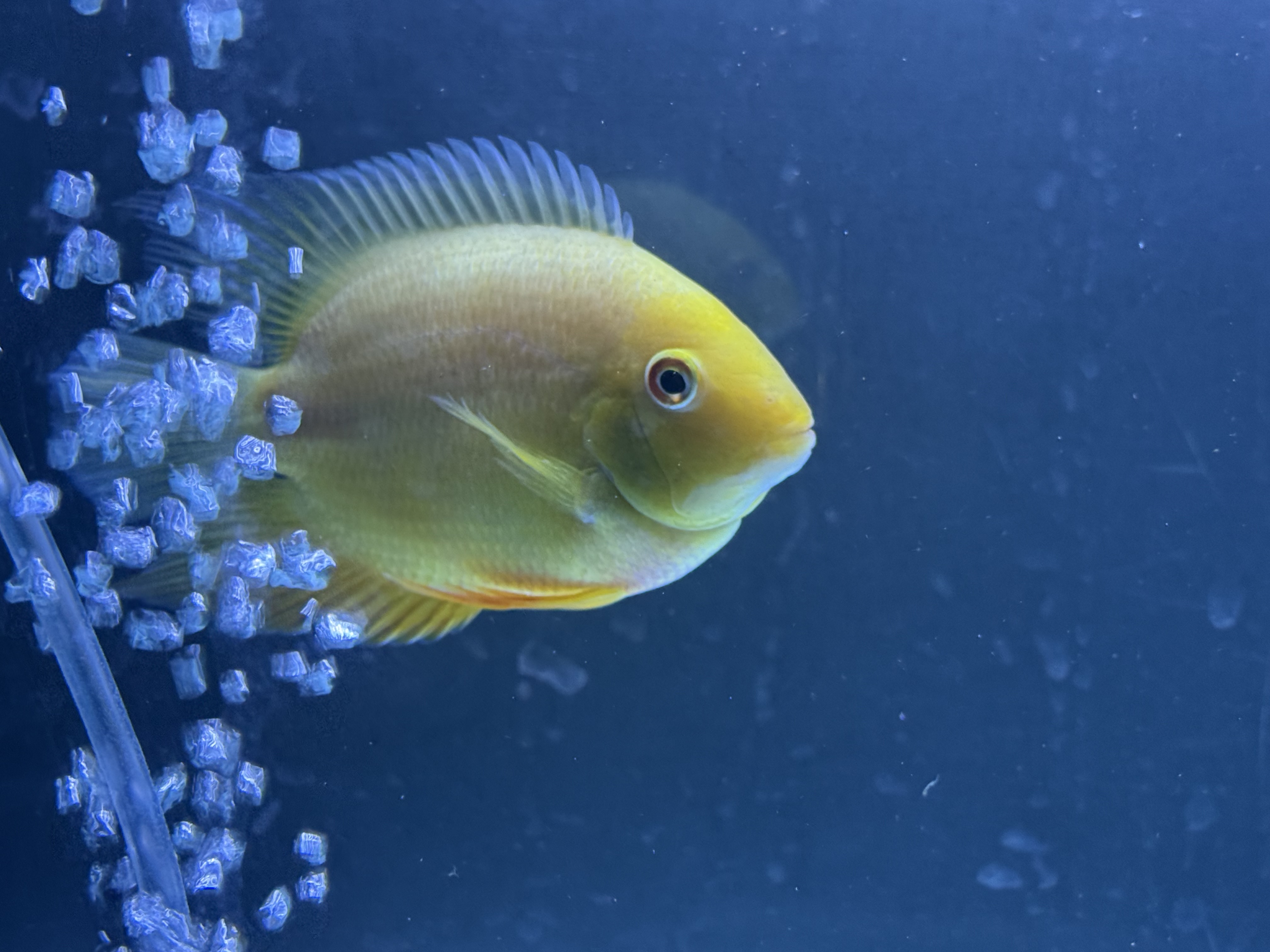 Gold Severum, photograph 6