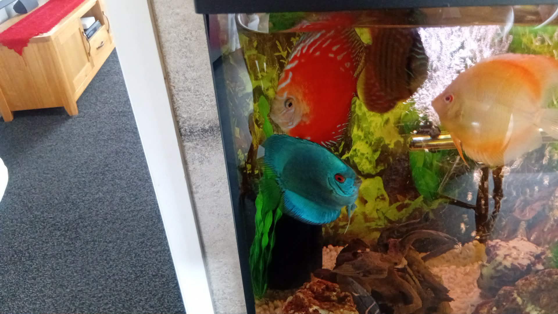 Red Discus, photograph 1
